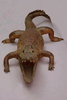 Spectacled caiman Collection Image, Figure 6, Total 15 Figures
